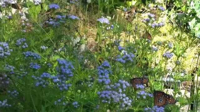 Queen Butterflies enjoying Gregg's Mistflower смотреть онлайн