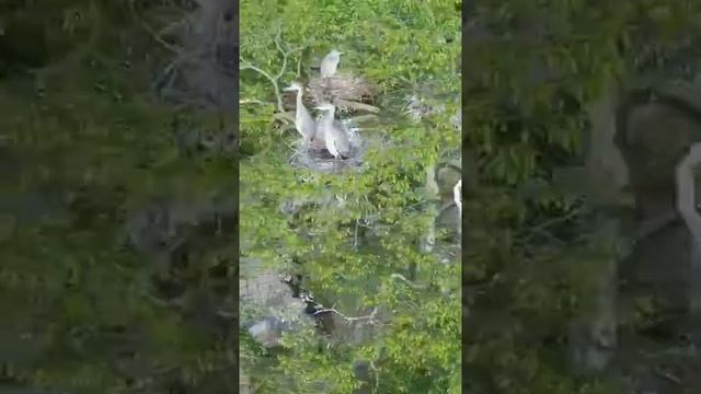 queer,🌳This big tree is full of birds as its nest.#Aerialphotograph #scenery #bird#outdoors смотреть онлайн