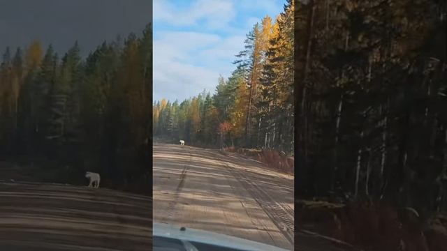 ПОЛНЫЙ ВЫПУСК СМОТРИТЕ ПО ССЫЛКЕ! смотреть онлайн