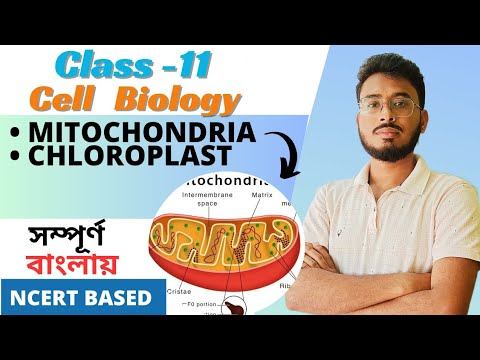 Mitochondria & Plastid ( Chloroplast) For NEET Full NCERT based l Cell Biology in Bengali смотреть онлайн