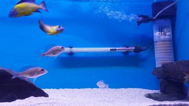 Aulonocara Stuartgranti Blue Neon (Undu Reef) - Dominancy Battle смотреть онлайн