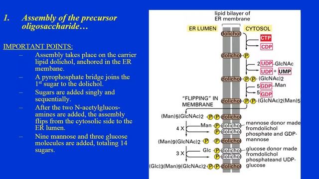 #CSIR NET LIFE SCIENCES/IITJAM/GATE LIFE SCIENCES#pmt#biology#gate biotech#cell biology смотреть онлайн