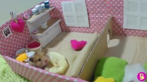 СКАЗКА про ХОМЯЧКА