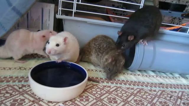 Летняя развлекуха смотреть онлайн