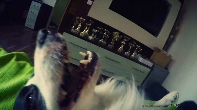 Můj báječný život s Purina® PRO PLAN® смотреть онлайн