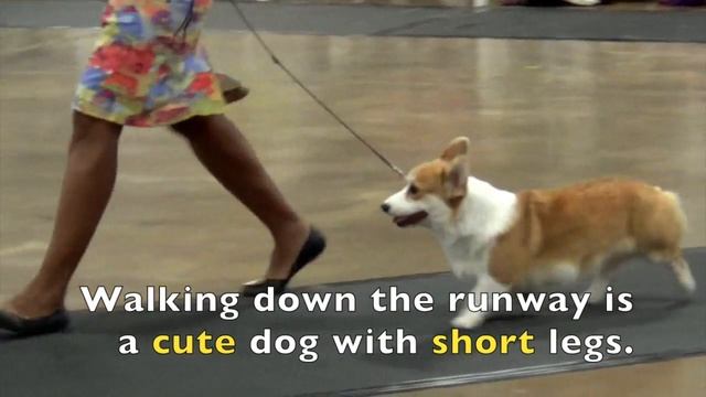 ADJECTIVES, ADJECTIVES Compilation Learn ENGLISH GRAMMAR - Whole Brain Strategy EDUCATIONAL