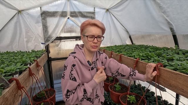 ВИРУС НА ПЕТУНИИ НЕ СПЕШИТЕ ВЫБРАСЫВАТЬ РАСТЕНИЯ