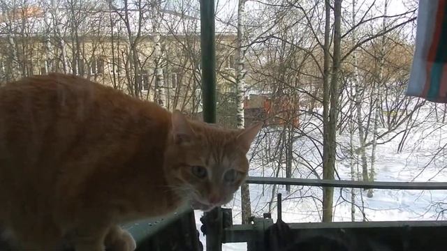 Кот и Лёд смотреть онлайн