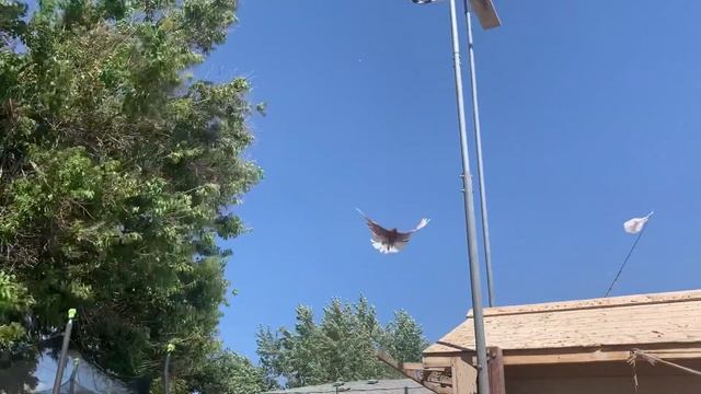 Николаевские голуби смотреть онлайн