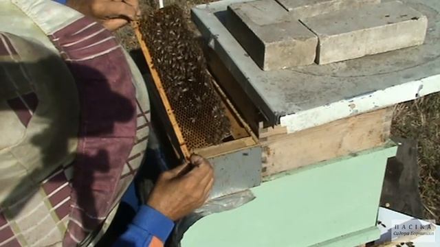 Видео №74. Альпийско - дадановский улей. Замена матки в пчелосемье. 17.09.2020 г. смотреть онлайн