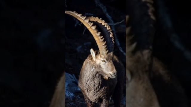 Goats Go Nocturnal: Climate Change Impact #ClimateChangeAdaptation #MountainGoats #AlpineIbex смотреть онлайн