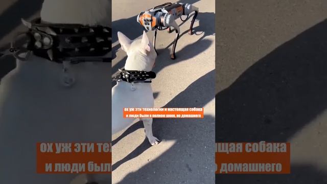 Роботы вытесняют собак? Посмотри, что умеют: домашние питомцы в шоке! смотреть онлайн