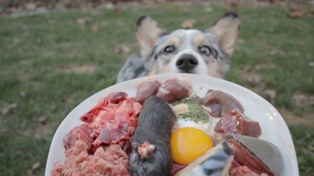 Why These Foods Are Critical For Your Pets Brain смотреть онлайн