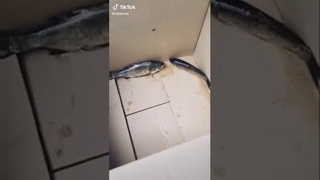 Рыбки перестали кушать 😂 смотреть онлайн
