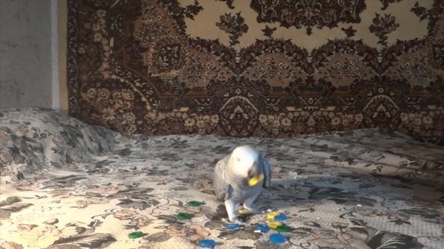 Жако Герман ищет цвет смотреть онлайн