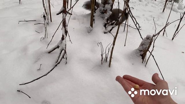 Кормим белок в лесу смотреть онлайн