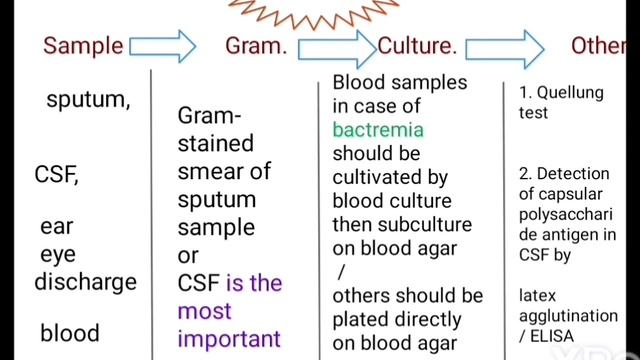 streptococcus pneumoniae شرح بالعربي البكتيريا المسببه لإلتهاب الرئوي والجيوب الأنفية والأذن الوسطي смотреть онлайн
