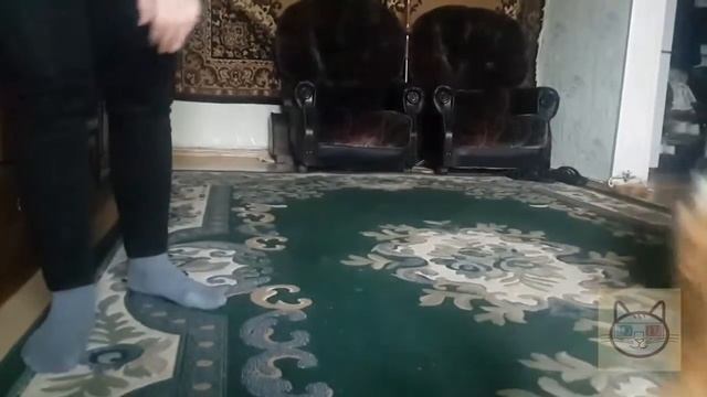 Кошка научилась давать пять | The cat has learned to give five смотреть онлайн