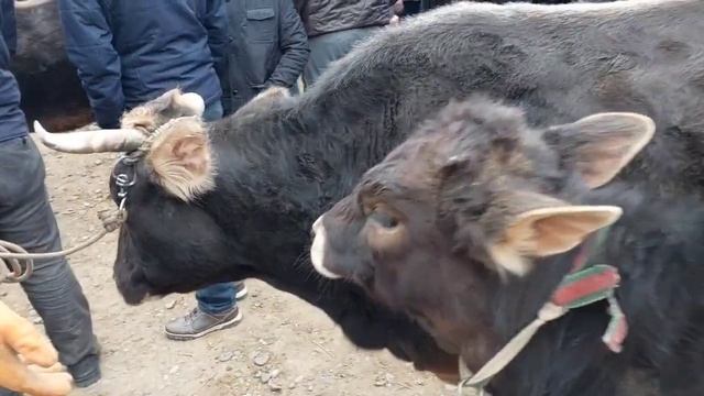 #Молбозор_Кубодиён_Арзон_Шид Мархамат