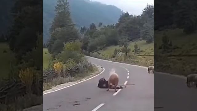 Molecular structure of nicotinamide (vitamin B3, vitamin PP, NAA, niacinamide), a vitamin used as a смотреть онлайн