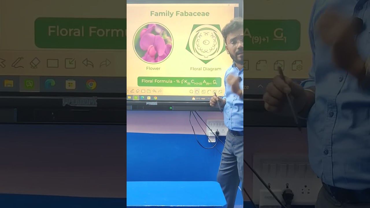 (FABACEAE 🌺🌺 FAMILY) смотреть онлайн