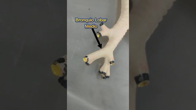 APRENDE EN MENOS DE 60 SEGUNDOS LOS BRONQUIOS DEL PULMON DERECHO смотреть онлайн