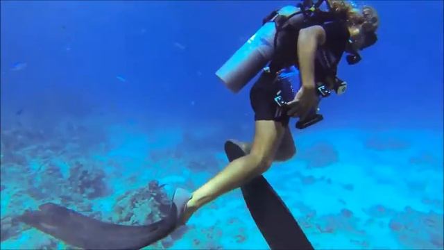 Scuba Diving Red Sea - Egypt Sharm смотреть онлайн