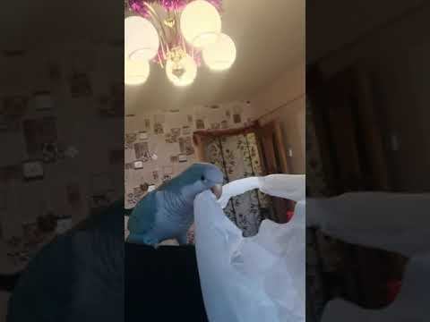 Попугай монах ,квакер смотреть онлайн