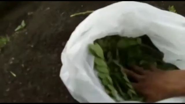 Proses Pematangan Pisang Secara Alami смотреть онлайн