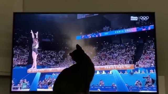 Котик спас гимнастку на Олимпийских играх от неизбежного падения. Не все герои носят плащи. смотреть онлайн