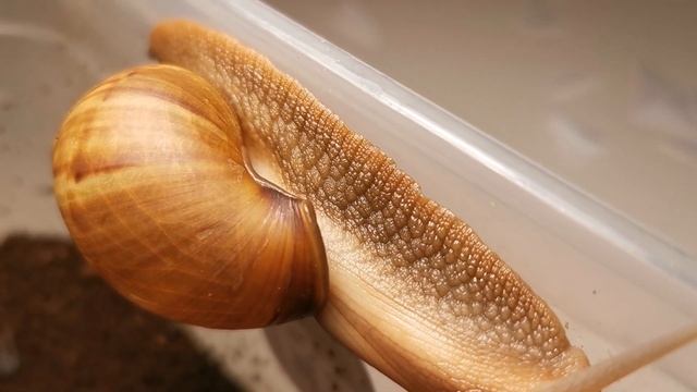 Улитка смотреть онлайн