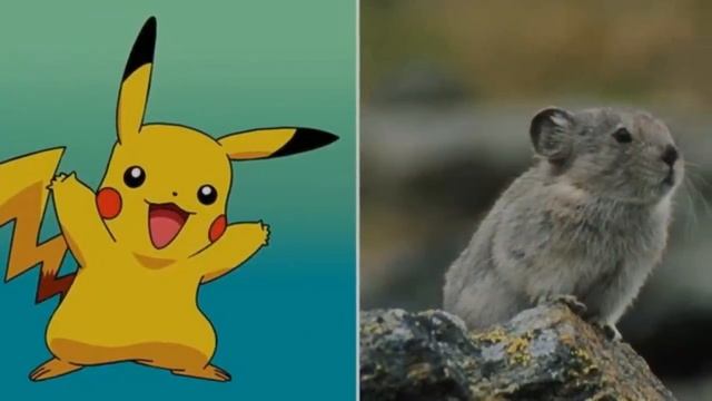 Afrika'da Gerçek Pikachu Yakalanması, Bilim Adamlarını Şaşırttı .! смотреть онлайн
