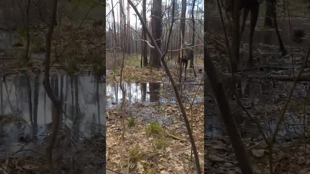 я подхожу к дикому лосю и даю ему ветку, будет есть ?  или нападёт на меня ? в парке лосиный остров