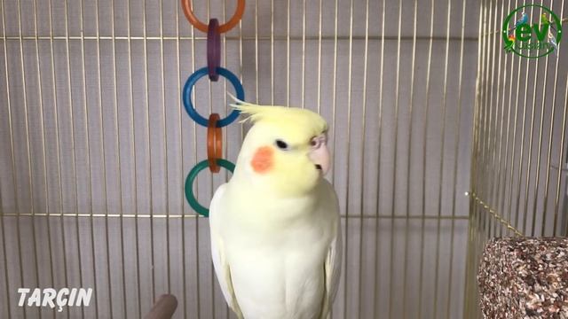 Sultan Papağanı Konuşması Cici kuş, Aşkım, Babacık Dinlet Konuşsun смотреть онлайн