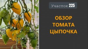 Томат Цыпочка. Вредина с носиком!