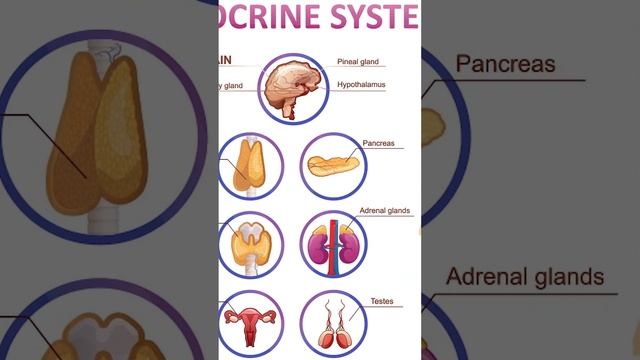 INTRODUCTION TO ENDOCRINE SYSTEM смотреть онлайн