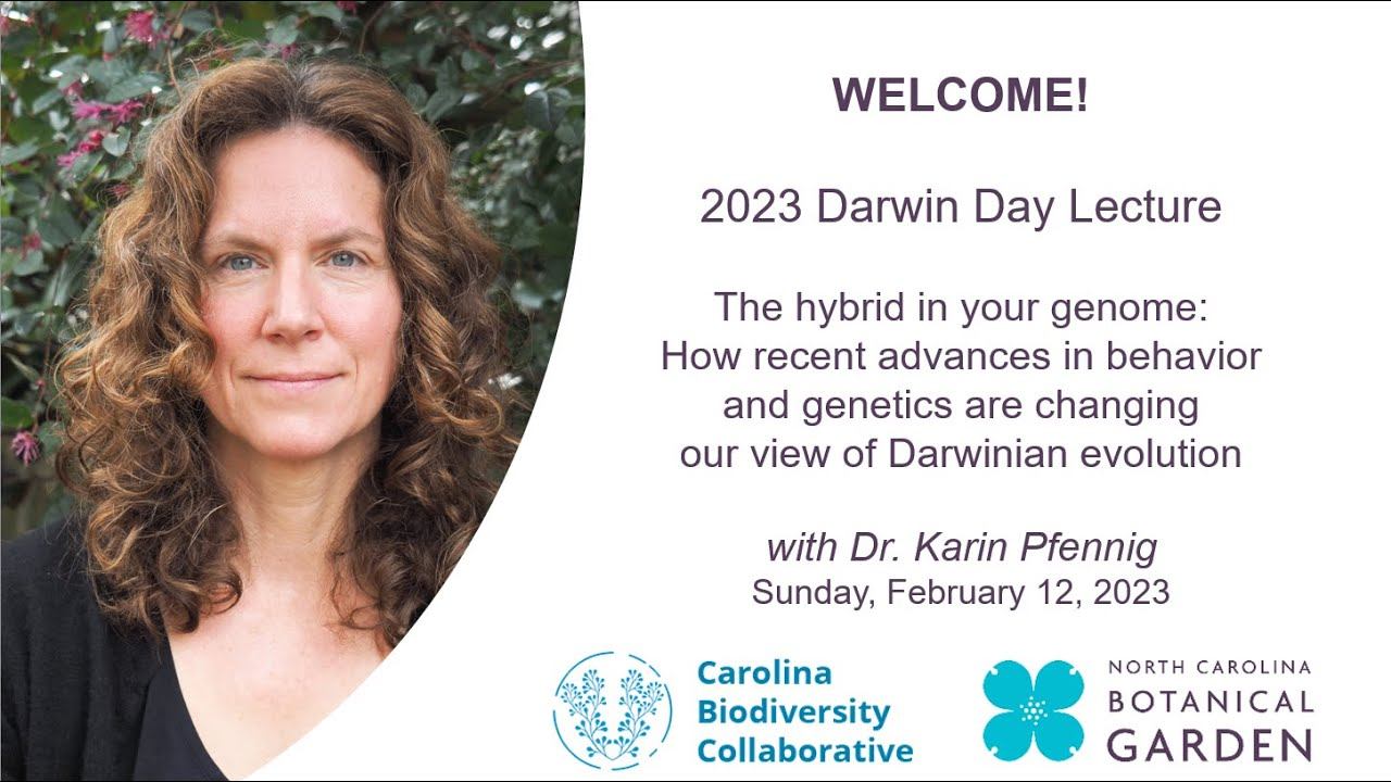 Darwin Day 2023: The Hybrid in your Genome with Dr. Karin Pfennig смотреть онлайн