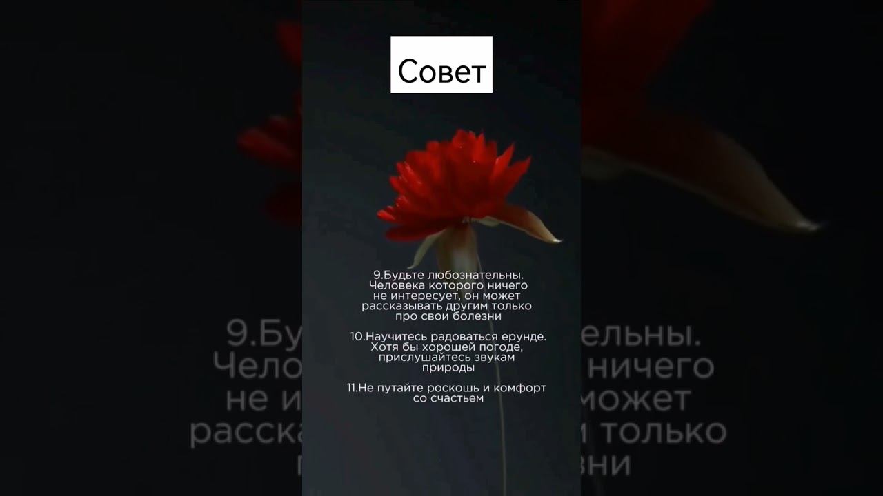 СОВЕТ #лараизмахмутлара #внжвтурции #алания #turkey #жизньвтурции #music #lofi #chill#turkey #cover смотреть онлайн