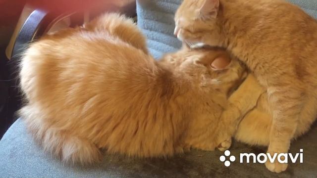 Кошачий Релакс смотреть онлайн
