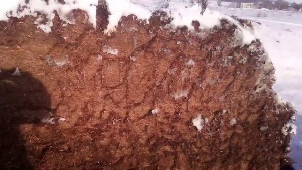 Сенажная яма зимой