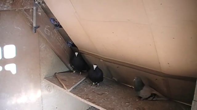 В гостях у Друга смотреть онлайн