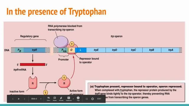 Tryptophan Operon