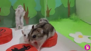 ЧЕЛЛЕНДЖ ДОВЕРЬ СВОЙ ДЕНЬ ХОМЯЧКАМ** КНОПКИ 2