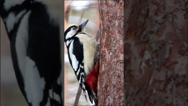 Задумчивый дятел) pensive woodpecker смотреть онлайн