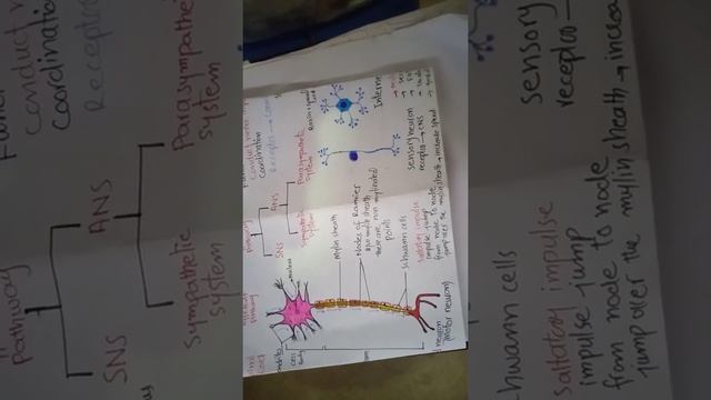 Structure of Motor neuron || Sensory neuron || Inter neuron ||Types of Neuron || смотреть онлайн