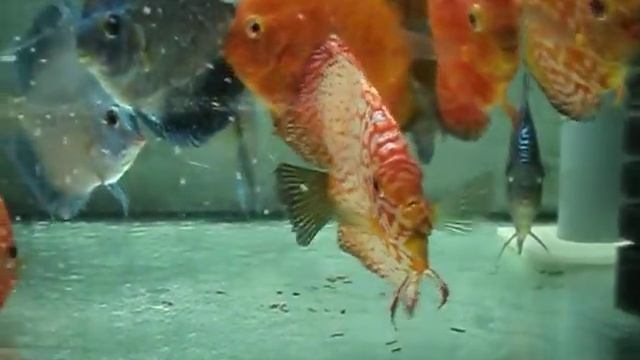 Взрослые Дискусы MyDiscus смотреть онлайн