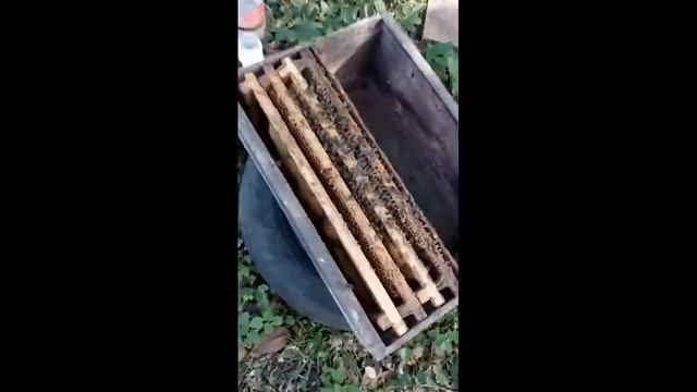 დედა ფუტკრის იზოლირება. смотреть онлайн