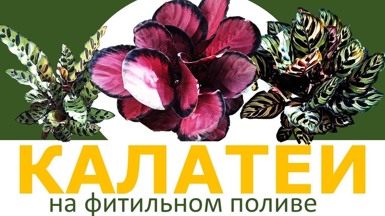 КАЛАТЕЯ на фитильном поливе: как растут Калатея Розеопикта Рози, Макоя и Лансифолия смотреть онлайн