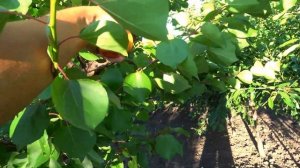 Превосходные вкусовые качества и товарность - абрикос МЕДЖИК КОТ