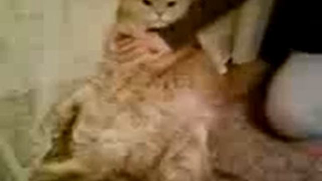 Котик мягинький животик смотреть онлайн